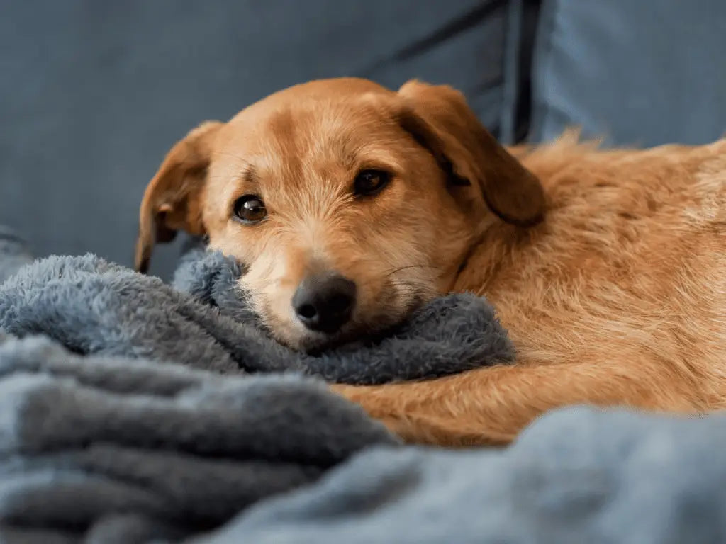Comment enlever des poils de chien sur une couverture polaire ?