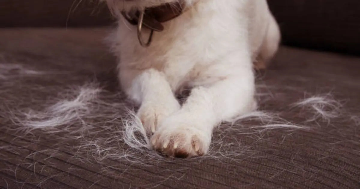 Comment enlever les poils de chat sur une couverture polaire ? Image